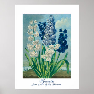 Poster Blue Hyacinths Art botanique Vintage