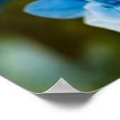 Poster Blue Hydrangea (Coin)