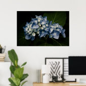 Poster Blue Hydrangea 8514 Imprimer (Bureau à domicile)