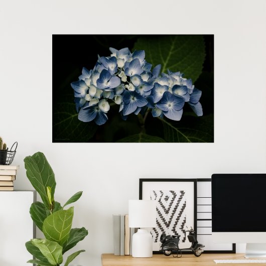 Poster Blue Hydrangea 8514 Imprimer (Bureau à domicile)