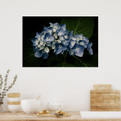 Poster Blue Hydrangea 8514 Imprimer (Cuisine)