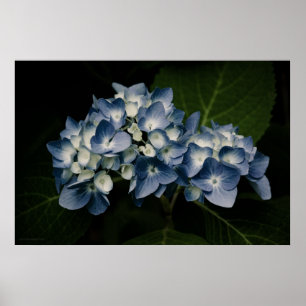 Poster Blue Hydrangea 8514 Imprimer