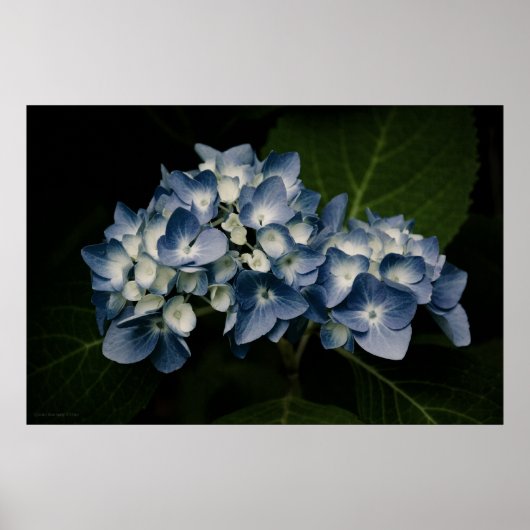 Poster Blue Hydrangea 8514 Imprimer (Devant)