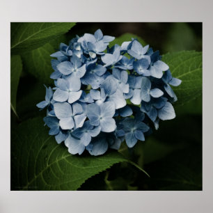 Poster Blue Hydrangea 8515 Imprimer