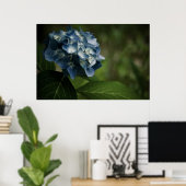 Poster Blue Hydrangea 8519 Imprimer (Bureau à domicile)