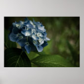 Poster Blue Hydrangea 8519 Imprimer (Devant)