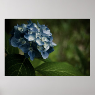 Poster Blue Hydrangea 8519 Imprimer