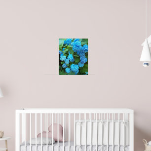 Poster Blue Hydrangea Blooms Floral Photographic
