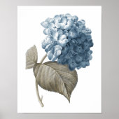 Poster Blue Hydrangea Botanical Artwork no 2 (Devant)