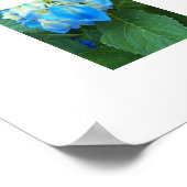 Poster Blue Hydrangea Floral Photographie (Coin)