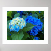 Poster Blue Hydrangea Floral Photographie (Devant)