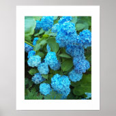 Poster Blue Hydrangea Floral Photographie (Devant)