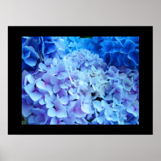 Poster BLUE Hydrangea Garden Flowers art prints