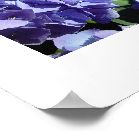 Poster Blue Hydrangea mix, Blue Hydrangeas (Coin)