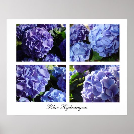 Poster Blue Hydrangea mix, Blue Hydrangeas (Devant)
