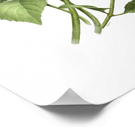 Poster Blue Hydrangea Original Art Print (Coin)