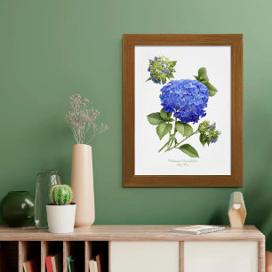 Poster Blue Hydrangea Original Art Print