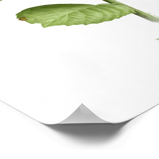 Poster Blue Hydrangea Original Art Print (Coin)