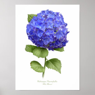 Poster Blue Hydrangea Original Art Print