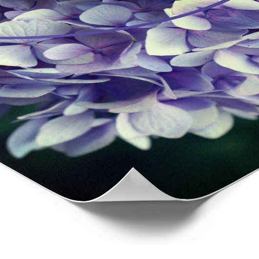 Poster Blue Hydrangea Petals Frame Ajouter Votre Photo (Coin)
