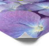 Poster Blue Hydrangeas (Coin)