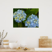 Poster Blue Hydrangeas (Cuisine)