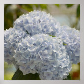 Poster Blue Hydrangeas (Devant)