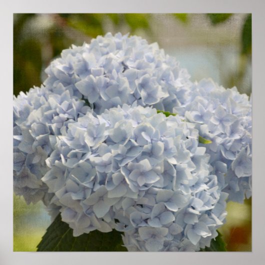 Poster Blue Hydrangeas (Devant)