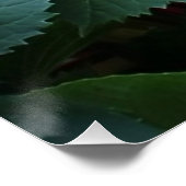 Poster Blue Hydrangeas Fleurs Floral Nature Photographie (Coin)