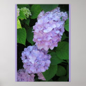 Poster Blue Hydrangeas (Photo) (Devant)
