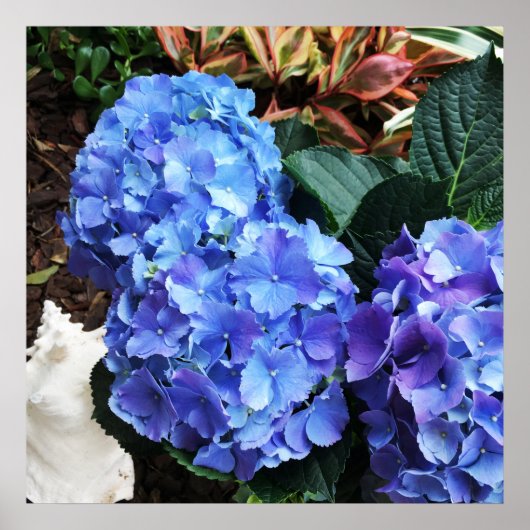 Poster Blue Hydrangeas Tropical Garden Seashell (Devant)
