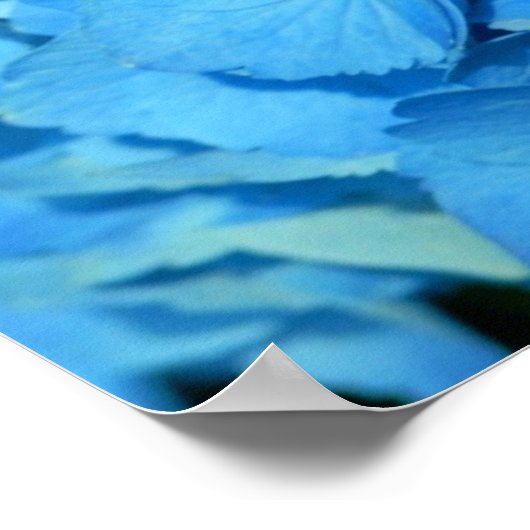 Poster Blue Hydrengea (Coin)