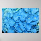 Poster Blue Hydrengea (Devant)