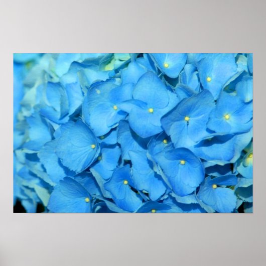 Poster Blue Hydrengea (Devant)