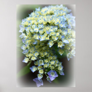 Poster Blue Hydrengea