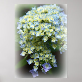 Poster Blue Hydrengea