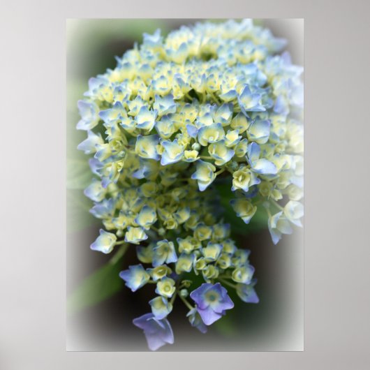 Poster Blue Hydrengea (Devant)