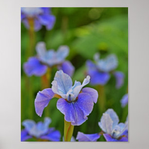 Poster Blue Iris Flower Portrait Photographie botanique