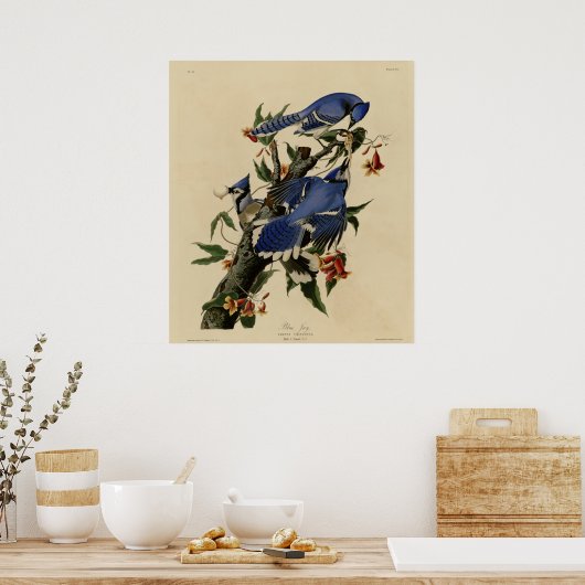 Poster Blue Jay (Cuisine)
