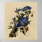 Poster Blue Jay (Devant)