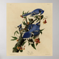 Blue Jay