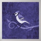Poster Blue Jay (Devant)