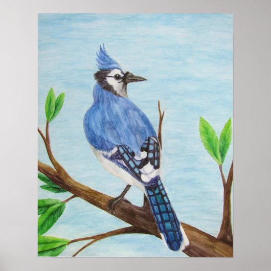 Poster Blue Jay (Devant)