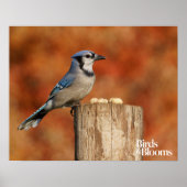 Poster Blue Jay (Devant)
