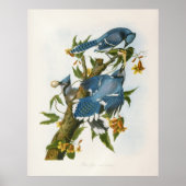 Poster Blue Jay (Devant)