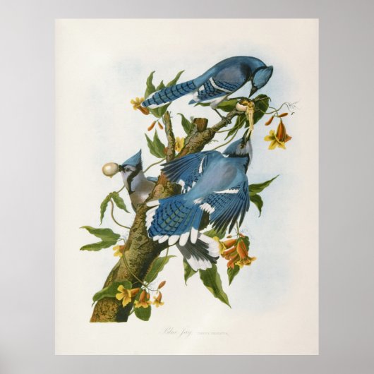 Poster Blue Jay (Devant)