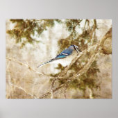 Poster Blue Jay (Devant)