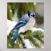 Poster Blue Jay (Devant)
