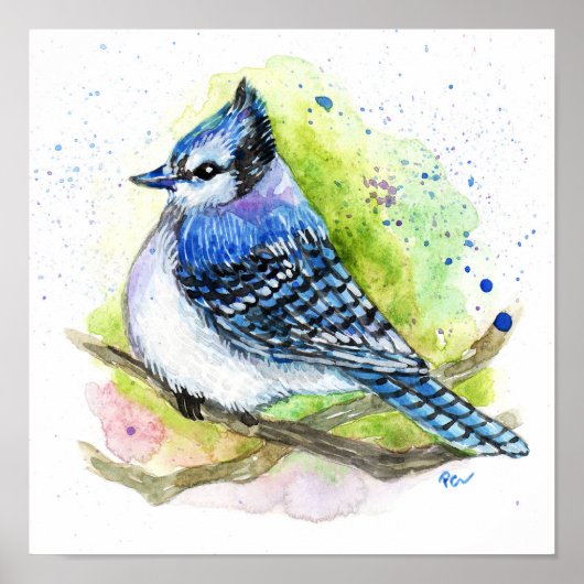 Poster Blue Jay (Devant)