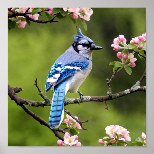Poster Blue Jay (Devant)